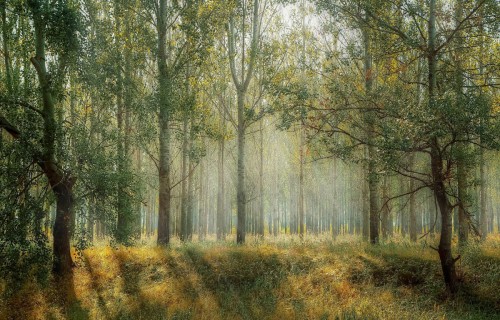 Mežu sertifikācijas padome: Latvijā mežsaimniecība ir ļoti labā līmenī