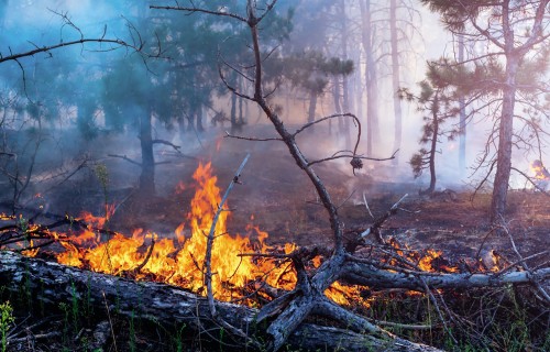 Kā pasargāt savu mežu no ugunsnelaimes