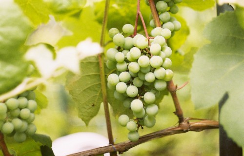 Atziņas par vīnogu potēšanu Latvijas klimatiskajos apstākļos