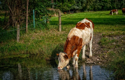 Dzīvnieku labturības noteikumos pilnveidots "svaiga ūdens" skaidrojums