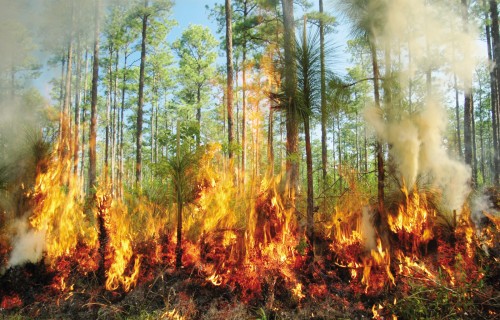 Rūpēsimies par mežu ugunsnedrošajā periodā!