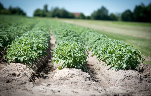 Lielo saimniecību kartupeļu platības šogad paliks nemainīgas