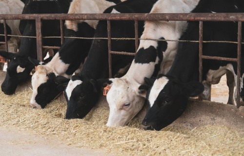 Dažāda auguma izmēra govju ražotais piena daudzums vienā dienā