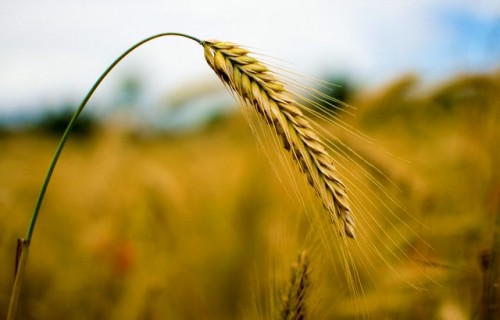 Satiksmes ministrs: "Latvijas dzelzceļš" šajā graudu sezonā lauksaimniekiem nodrošinās vismaz 600 vagonu