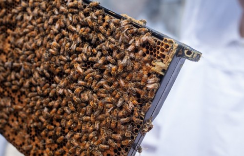 Augustā notiks Latgales reģiona biškopju konference