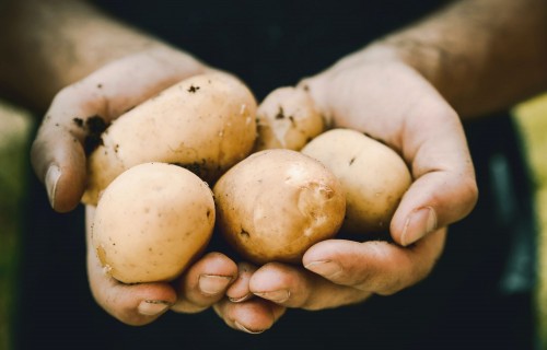 Dažādu desikantu pielietojuma salīdzinājums kartupeļu audzēšanā