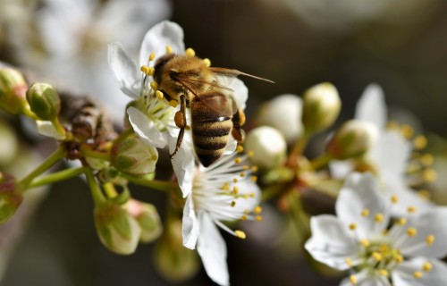 Uz Jelgavas poliklīnikas jumta top bišu dārzs - urbānā biškopība attīstās Zemgalē