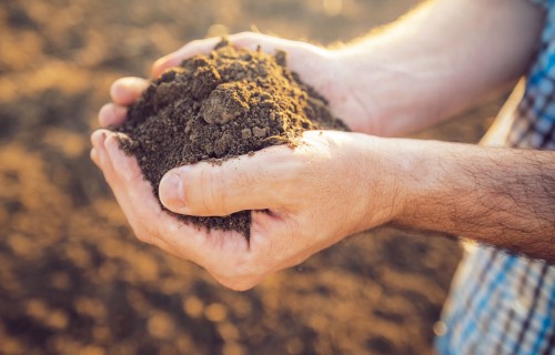 Kā uzlabojot augsni palīdzēt cīņā ar klimata pārmaiņām