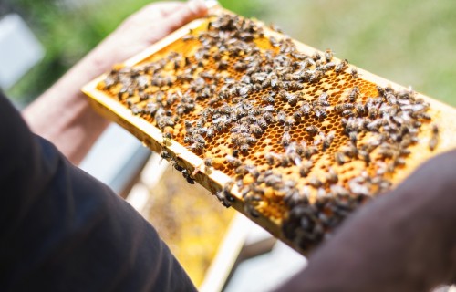Aicinām biškopjus pieteikties dalībai Eiropas medus brokastīm