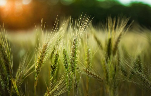 Swedbank sadarbībā ar eAgronom piedāvā lauksaimniekiem iegūt Ilgtspējīgas lauksaimniecības sertifikātu