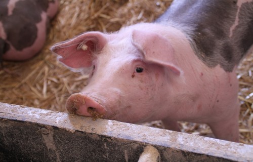Mazjaudas kautuvēs iegūto gaļu turpmāk varēs izplatīt visā ES tirgū