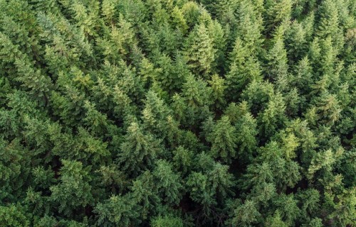 Meža nozares produkcijas imports desmit mēnešos audzis par 6,2%