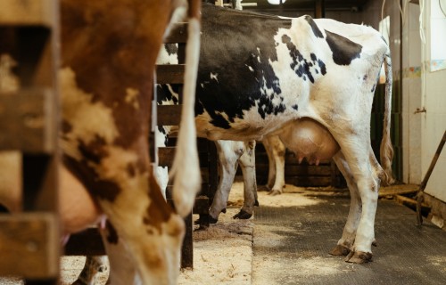 Latvijā nodotā piena apmērs šā gada septembrī palielinājies par 0,5%