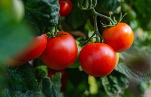"Mārupes siltumnīcām" tomātu raža sāksies aprīlī