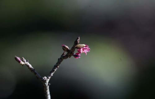 Pavasara vēstneši: Latvijas rietumdaļā jau zied indīgās zalktenes jeb meža ceriņi
