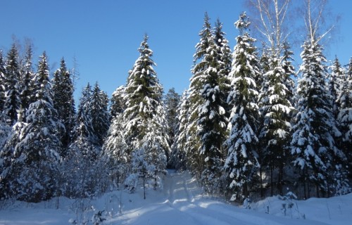 Veiktas izmaiņas AS “Latvijas valsts meži” padomē