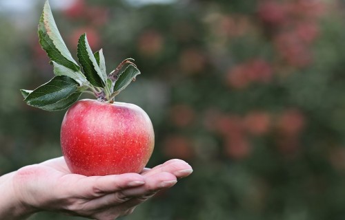 Zemkopības ministrs Didzis Šmits: ābols bērniem Latvijā joprojām pirmajā vietā