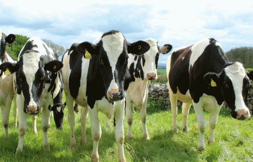 Kooperācija viena neglābs piensaimniecības nozari