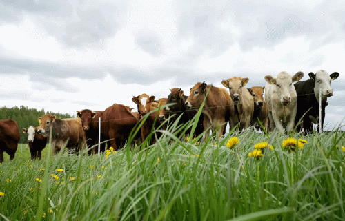 Nobarošana ganībās –  izaicinājums jaunlopu audzētājiem