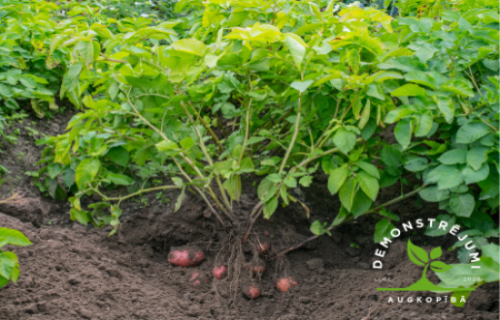 Notiks publisks seminārs “Dažādu desikantu pielietojumu salīdzinājums kartupeļu audzēšanā”