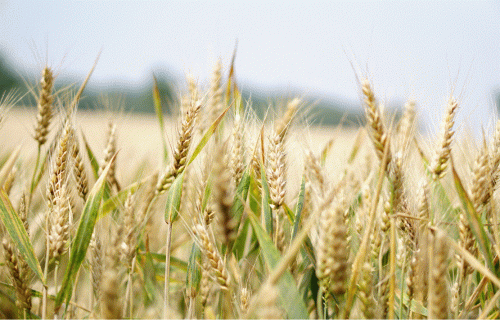 "Balticovo" šogad plāno iepirkt 70 000 tonnu graudu