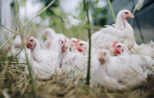 Noteikumos par vides aizsardzību no lauksaimnieciskās darbības piesārņojuma ieviesta dzīvnieku grupa “jaunputni”