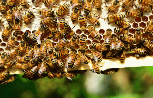 Bišu saimju skaita ziņošana uz 1. novembri