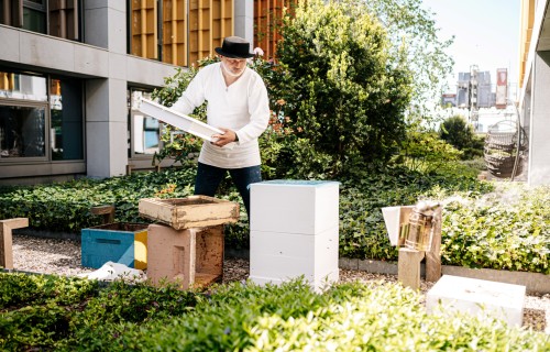 Urbānais biškopis Uģis Mālnieks uzstāda bišu stropus bankas Citadele gaisa dārzā
