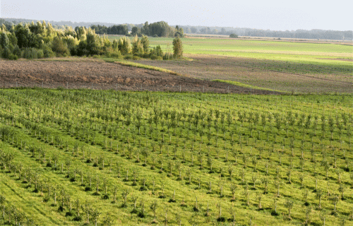 Izveido lielāko bioloģisko augļudārzu Latvijā un sapņo par sidra darītavu