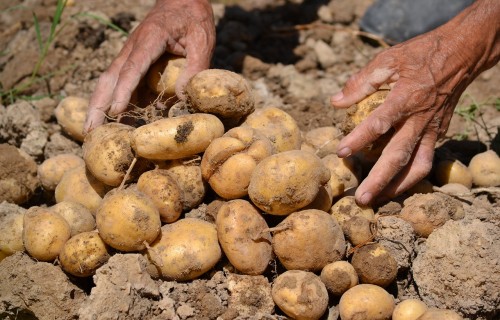 Latvijā pirmo reizi konstatēta kartupeļu bālā cistu nematode