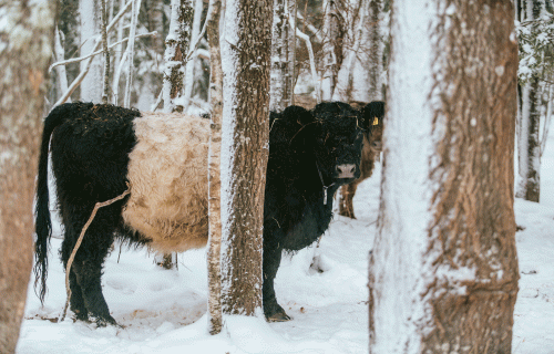 Mobilais ganāmpulks nogana dabīgās pļavas visā Latvijā