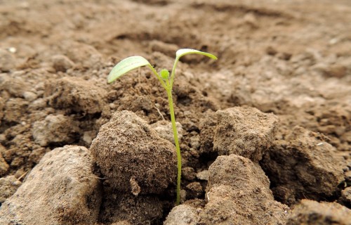 VAAD pirmajā pusgadā konstatējis desmit pārkāpumus augu aizsardzības līdzekļu lietošanā