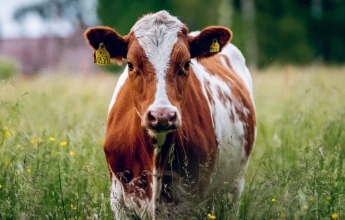 Kādēļ ir svarīgi zināt kalcija līmeni nesen atslaukušās govs asinīs