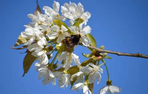 Bites ziedošos ābeļdārzos