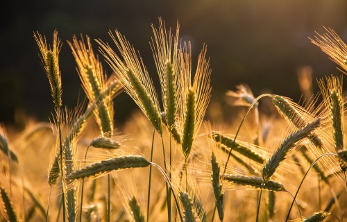 Agronoms: Bažas par šā gada graudaugu ražas kvalitāti