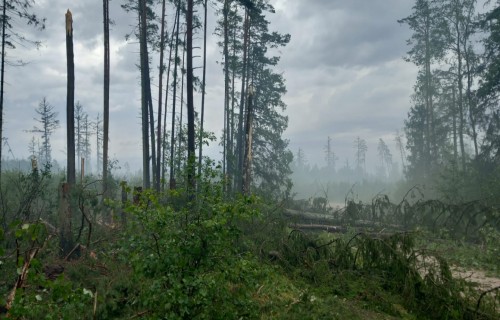 Vētras nopostīto mežaudžu ciršanas nosacījumi