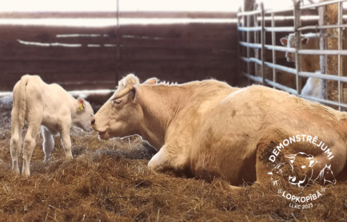 Zīdītājgovju genoma nozīme gaļas liellopu ganāmpulka izkopšanā