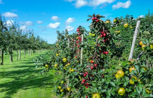 Ābolu audzētāji: Šogad Latvijā ābolu raža ir mazāka nekā pērn
