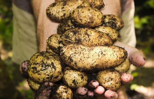 Kartupeļu audzētājiem mitrais laiks apgrūtina ražas novākšanu