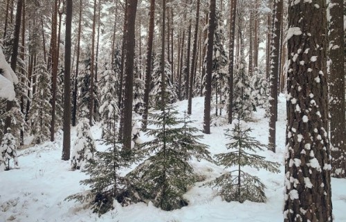 Svētku eglīte no Latvijas valsts mežiem