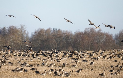 Apstiprināts šogad pirmais putnu gripas gadījums Latvijā