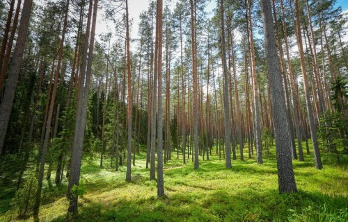 Vitālas mežaudzes arī klimata pārmaiņu laikā