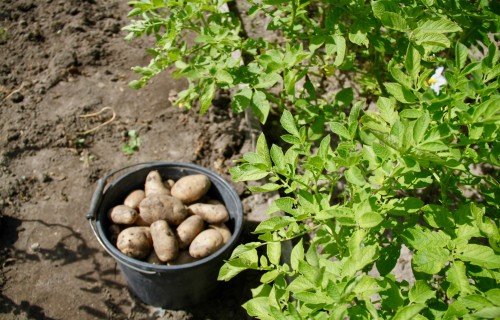 Kartupeļu audzētāju un pārstrādātāju savienība: Drātstārpu apkarošanai efektīvu līdzekļu nav