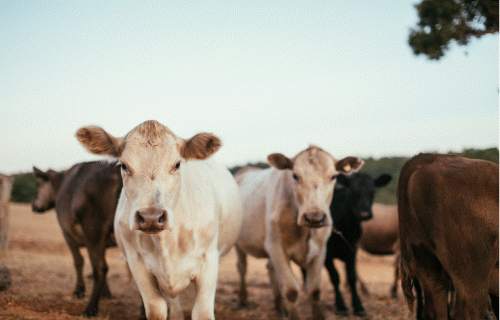 LAD izmaksās pabalstu piena lopkopjiem, liellopu un cūku audzētājiem