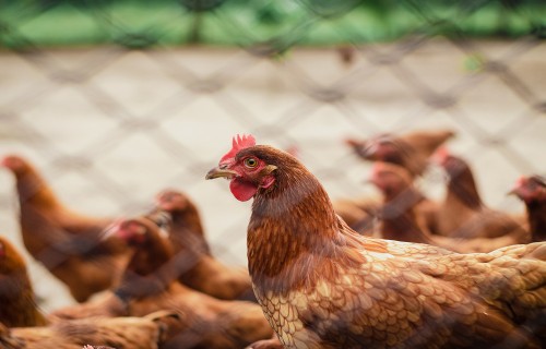 PVD aicina mājputnu īpašniekus ievērot biodrošības pasākumus saistībā ar putnu gripas uzliesmojumiem Eiropā