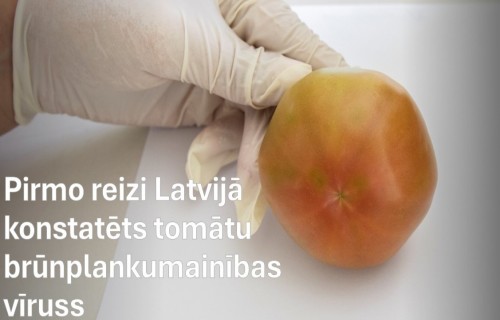 Pirmo reizi Latvijā tomātu audzēšanas vietā konstatēts tomātu brūnplankumainības vīruss
