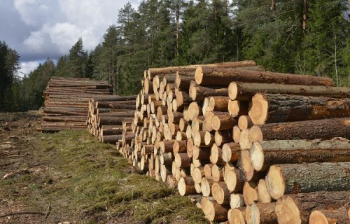 Aktualizēti LVM koksnes produktu pārdošanas principi 2025.-2027. gadam