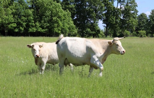 Paplašināts veterinārajās aptiekās pieejamais zāļu klāsts