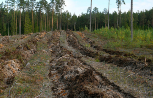 Latvijas valsts mezi gatavo augsni meža atjaunošanai