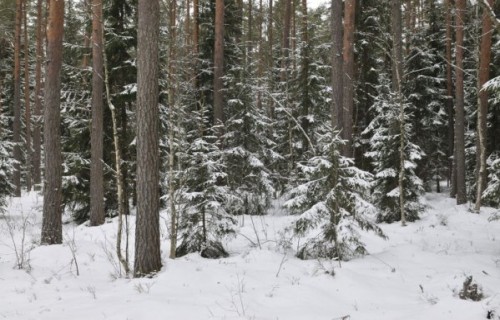 Svētku eglīte no Latvijas valsts mežiem